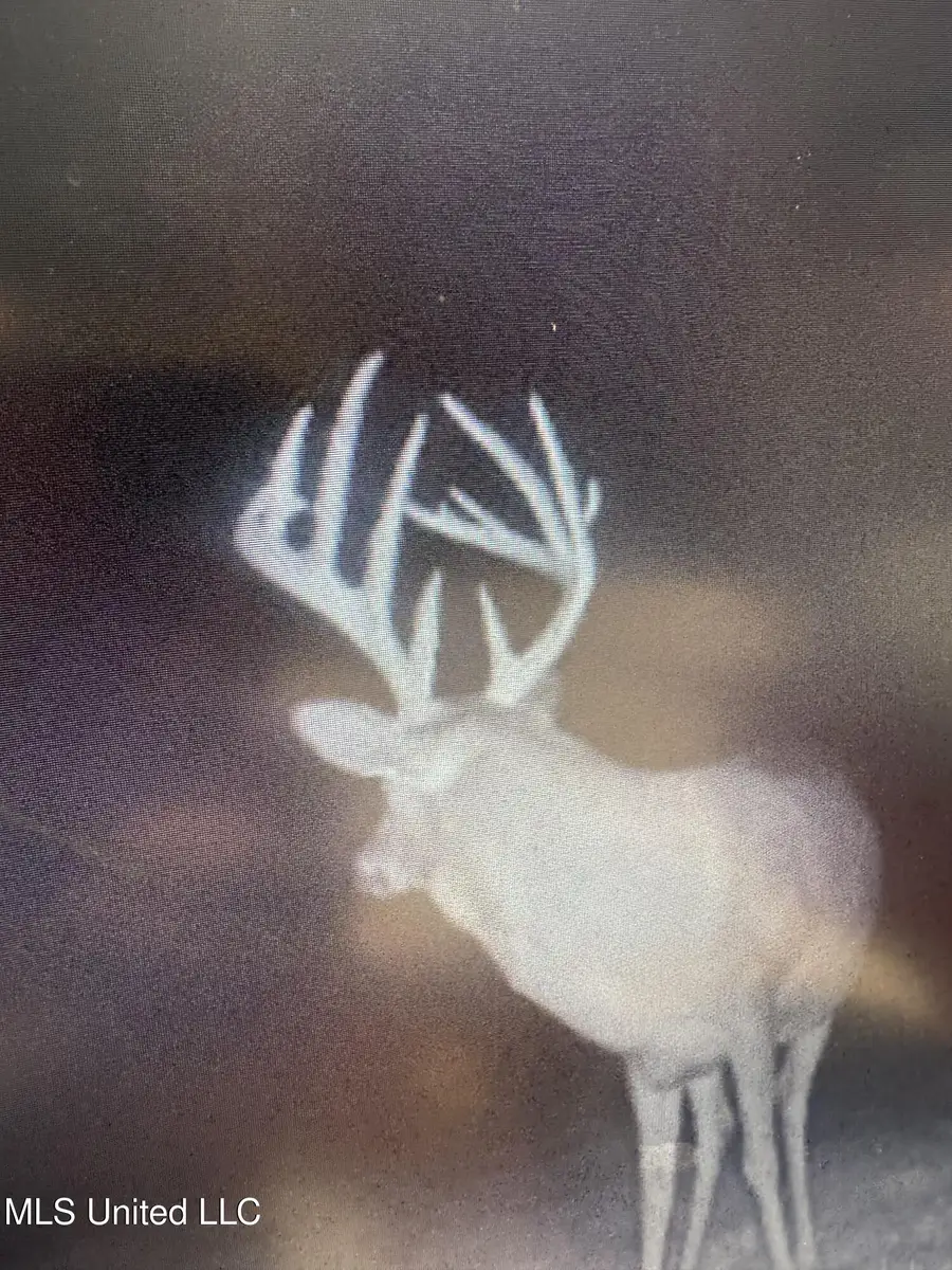 Smiley Honea Road, Magnolia, MS 39652 - #3