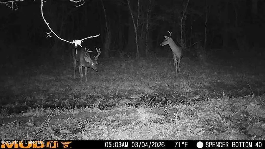 Bogue Chitto Road, Bogue Chitto, MS 39629 - #3