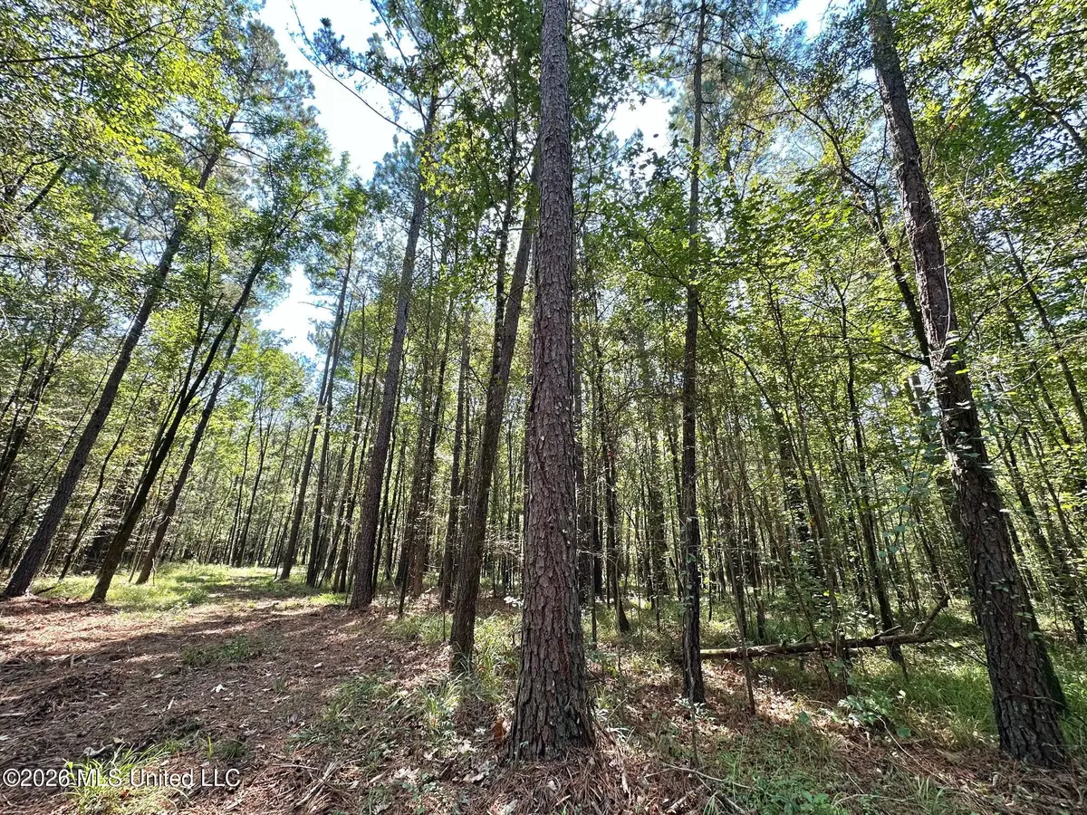 6 Forest Service Road 562, Pulaski, MS 39152 - #1