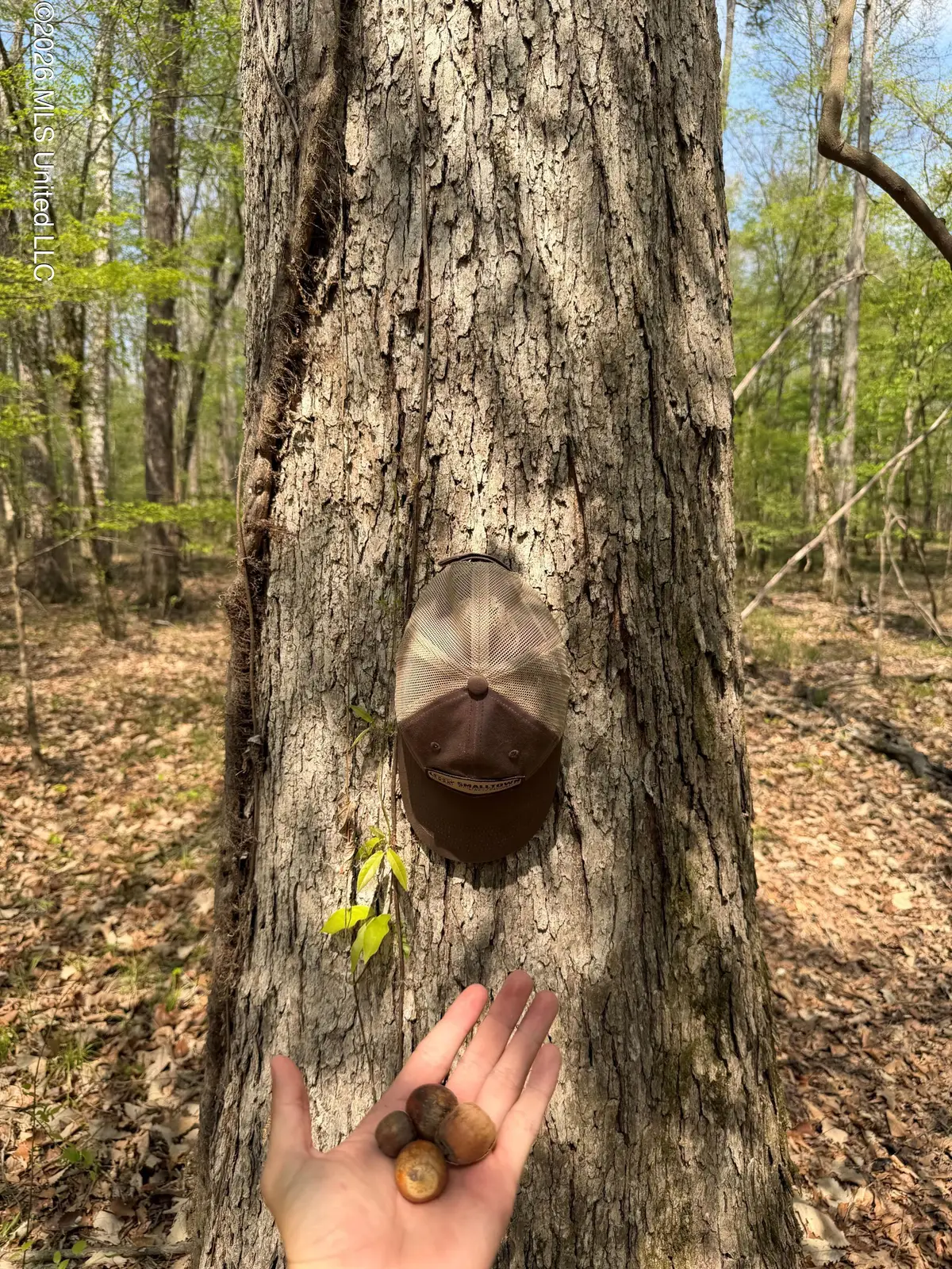 1309 County Road 311, Enterprise, MS 39330 - #1