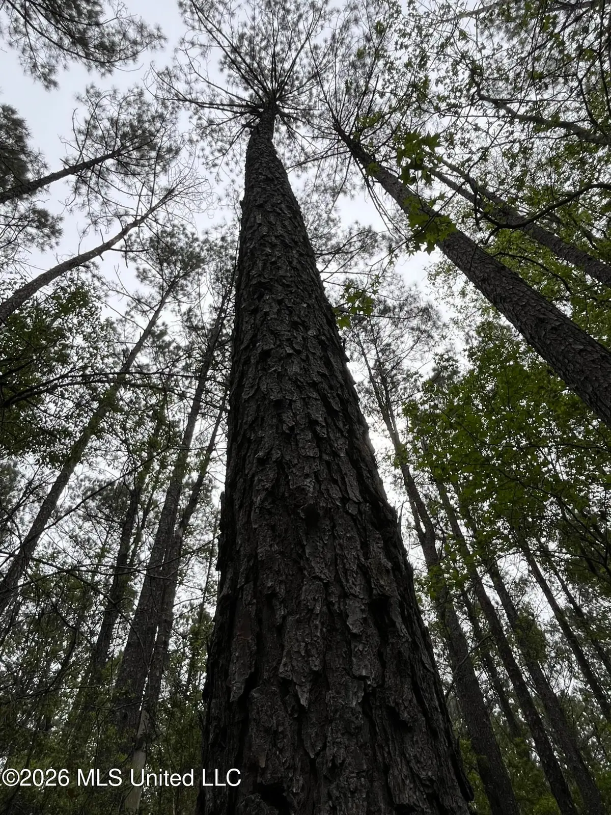 Hwy 49, Brooklyn, MS 39425 - #1