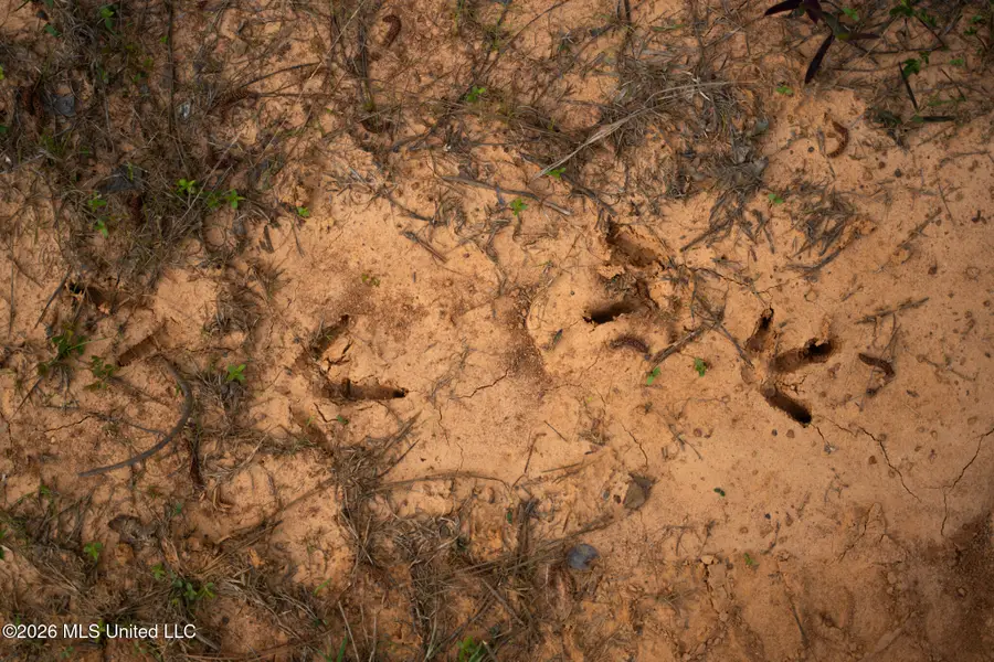 Dees Road, Meridian, MS 39301 - #2