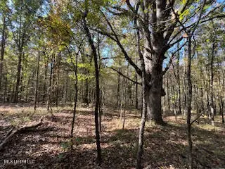 Perry Chapel Road, Ashland, MS 38603 - #3