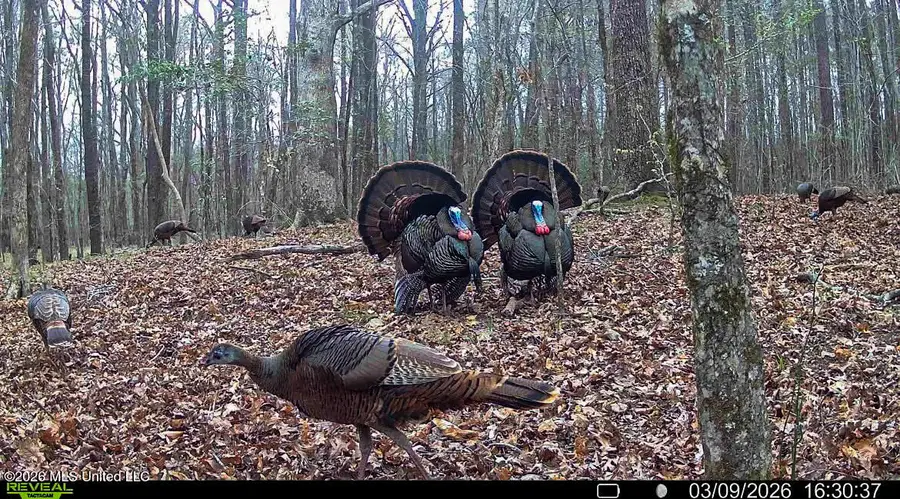 Triplett, Ackerman, MS 39735 - #3
