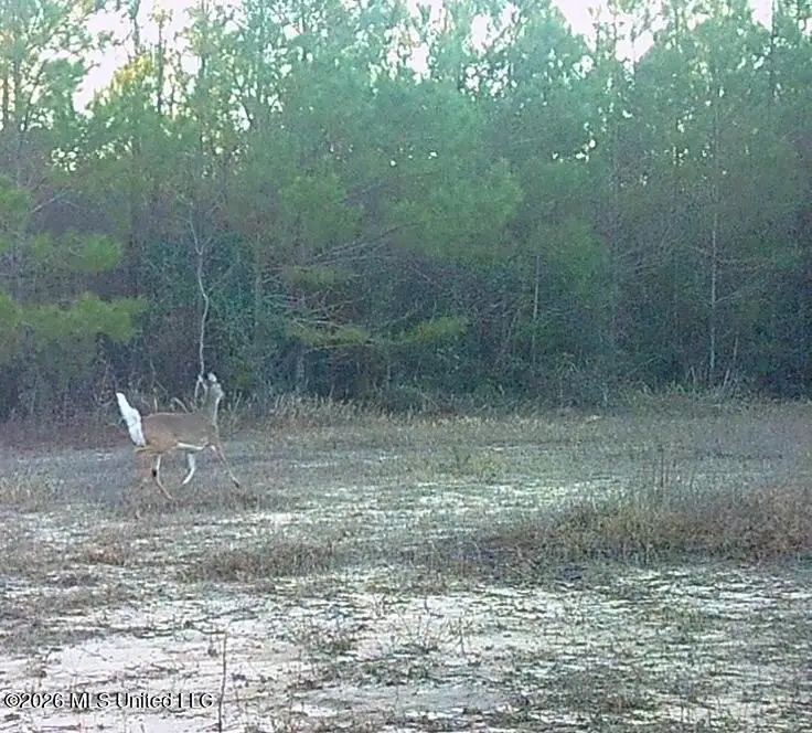 Forestry Rd 356, Beaumont, MS 39423 - #1