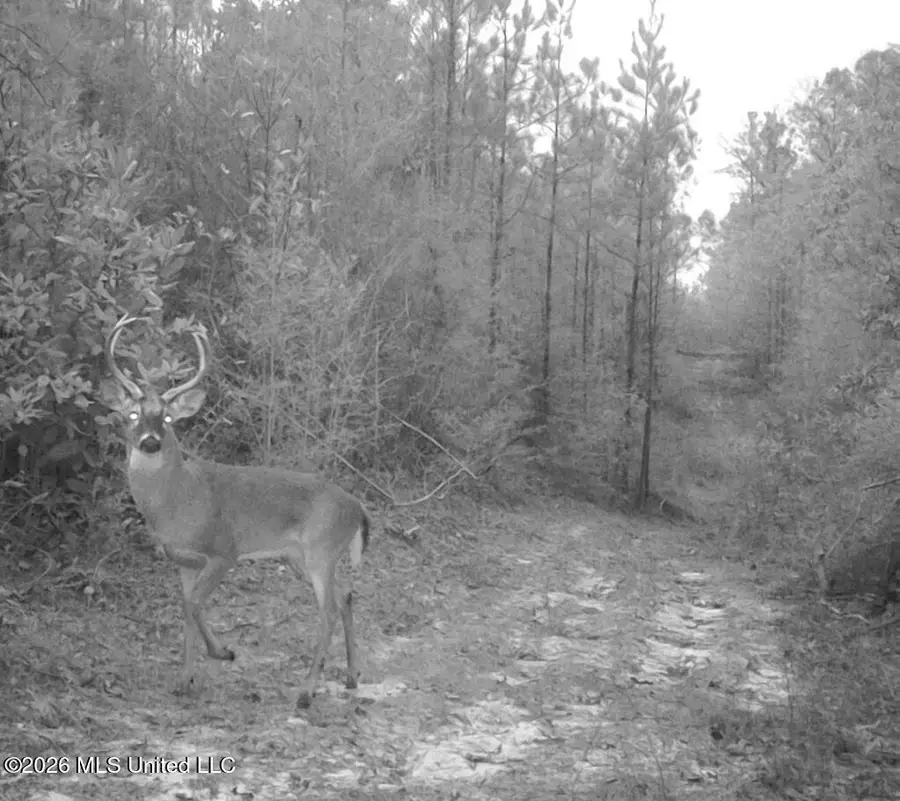 Forestry Rd 356, Beaumont, MS 39423 - #2
