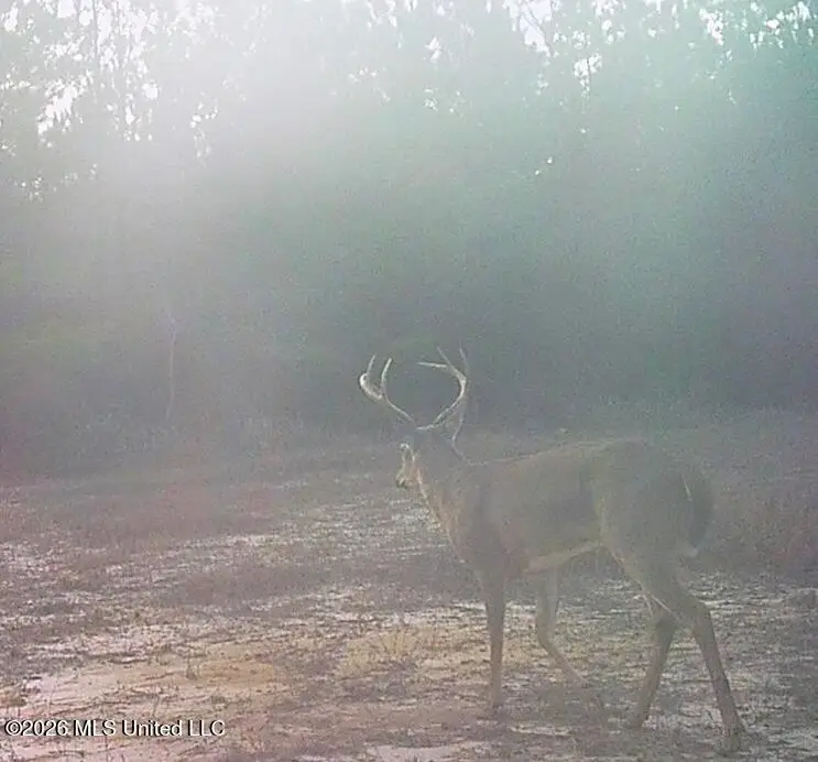 Forestry Rd 356, Beaumont, MS 39423 - #3