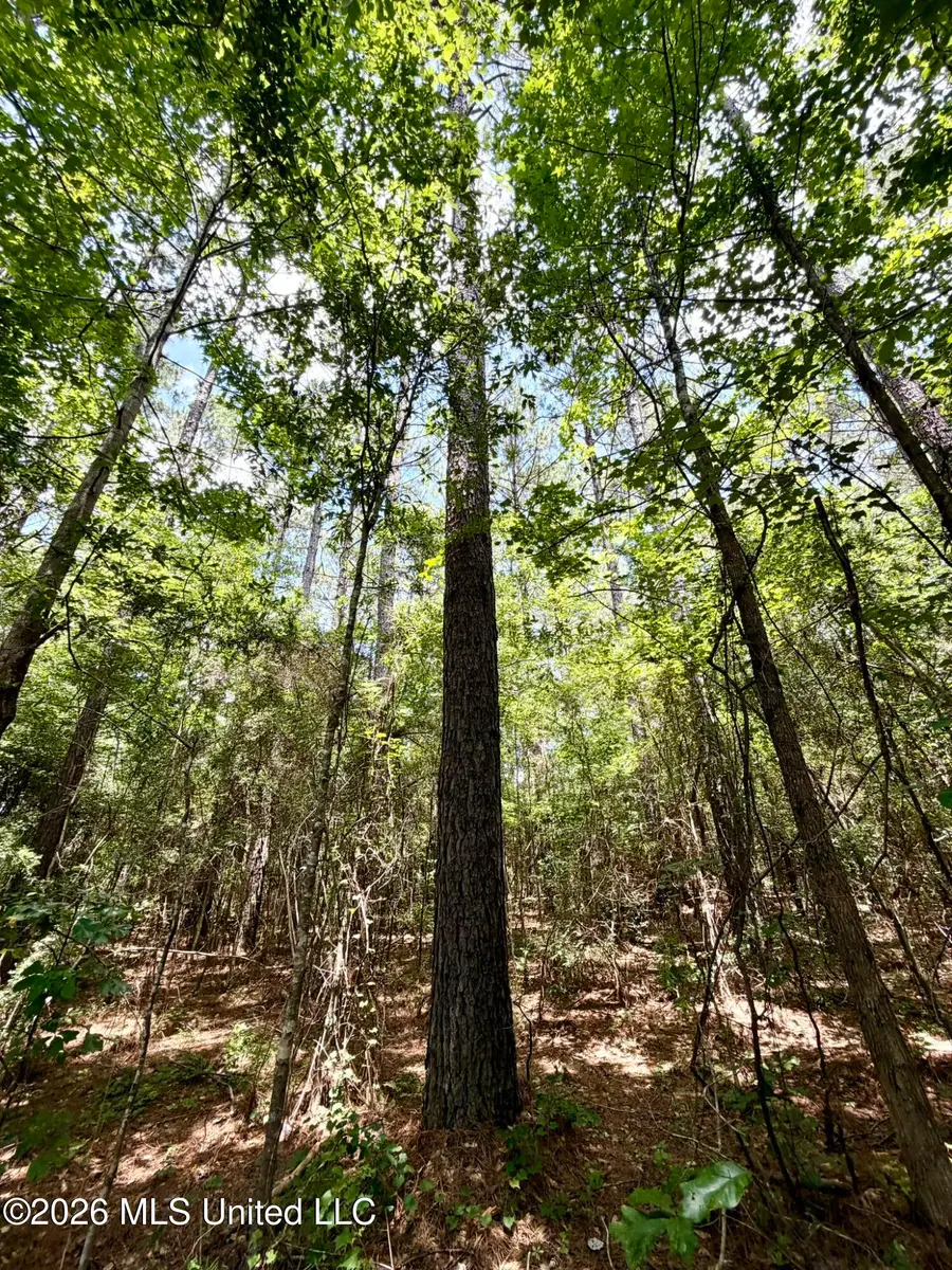 Xxx W Lincoln Drive, Smithdale, MS 39664 - #3