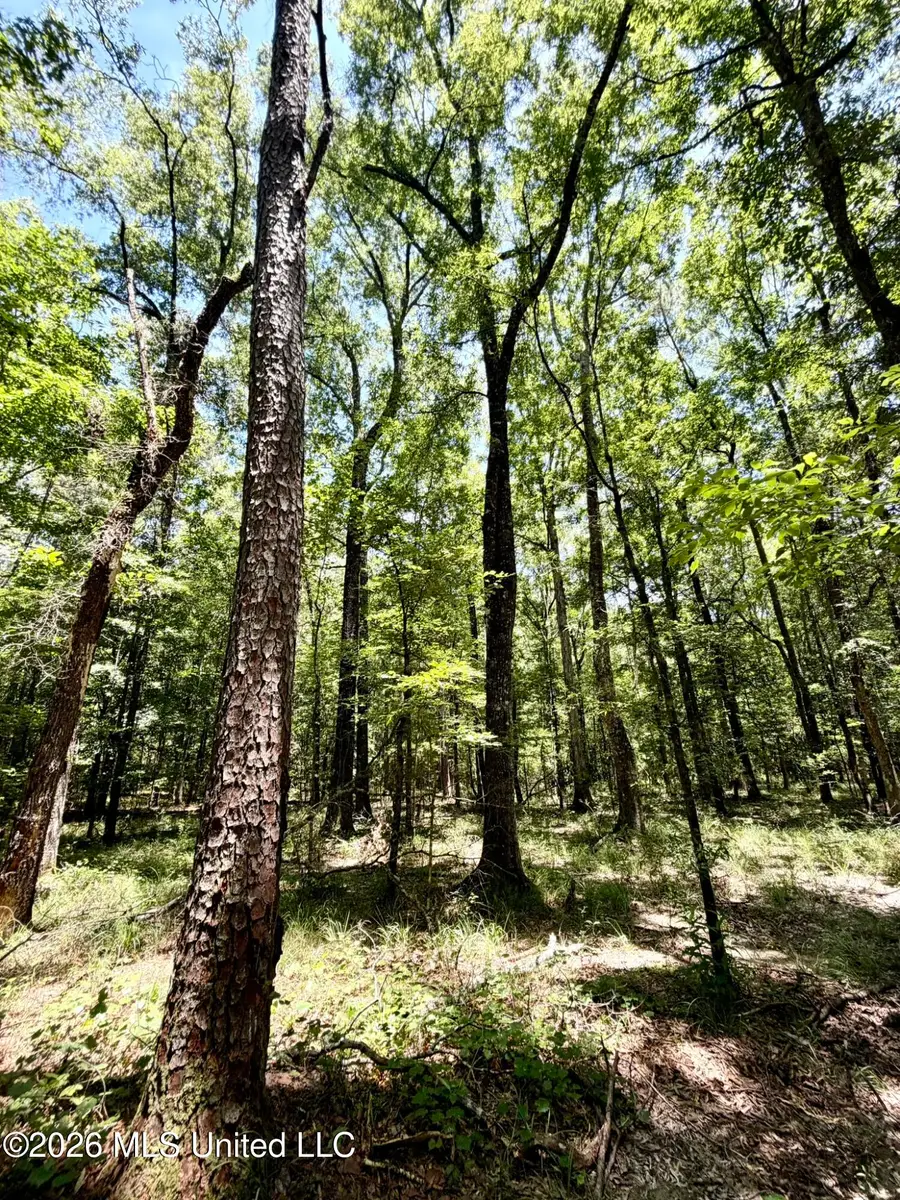 2497 SW Linfrank Line Drive, Smithdale, MS 39664 - #3