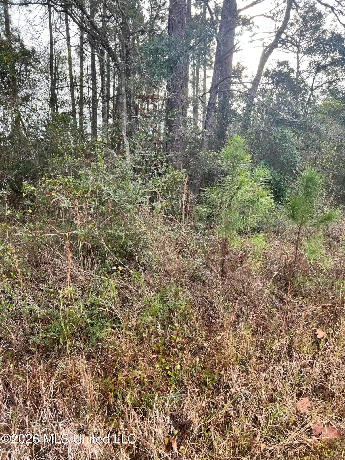 Chestnut Street, Pass Christian, MS 39571 - #1