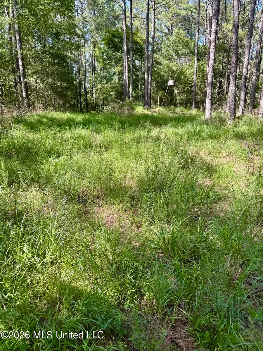 Vine Hollow, Woodville, MS 39669 - #3