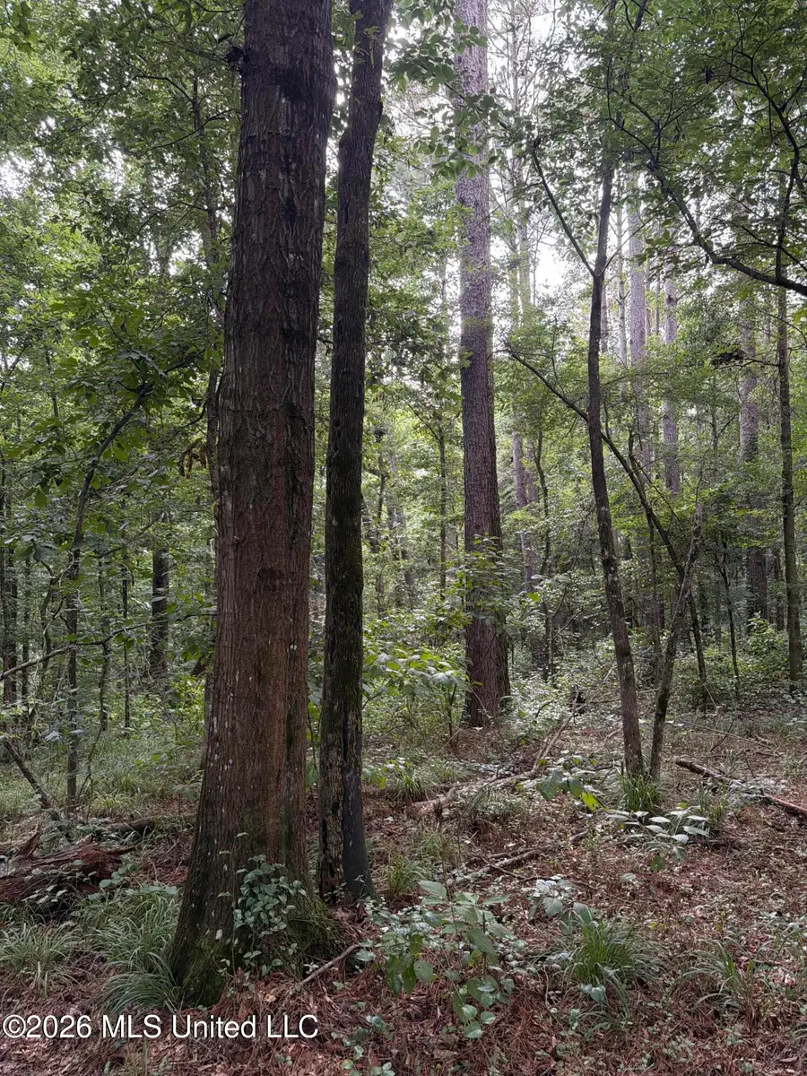Shiloh Road, Pelahatchie, MS 39145 - #2
