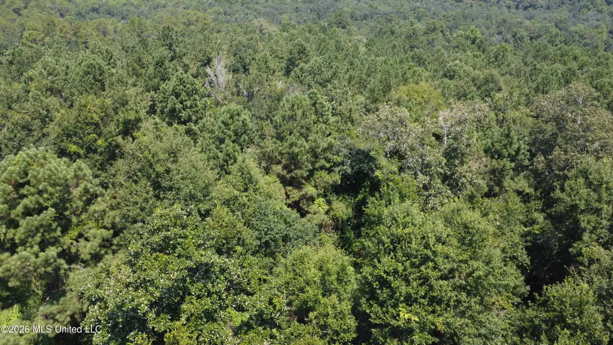 31052 Pearson Cemetary Road, Carriere, MS 39426 - #1
