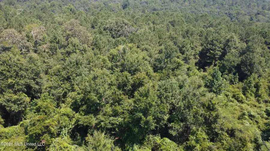 31052 Pearson Cemetary Road, Carriere, MS 39426 - #3