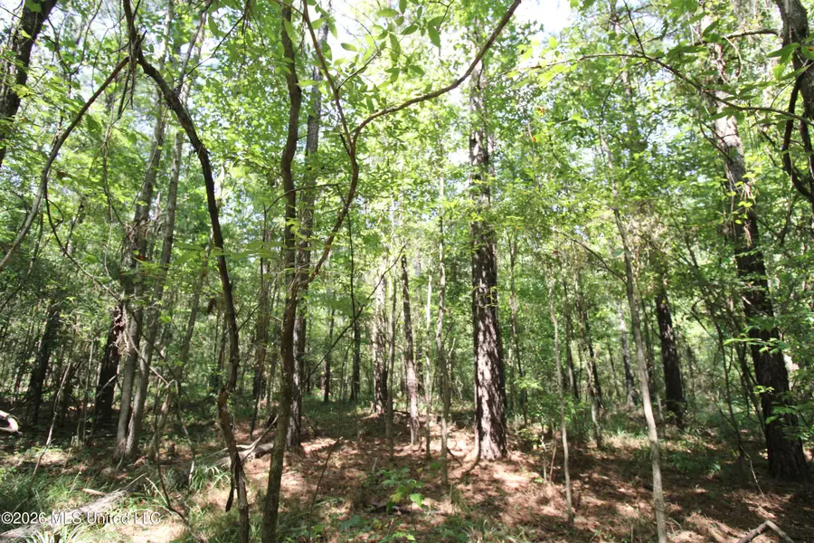 Holly Bush, Pelahatchie, MS 39145 - #3