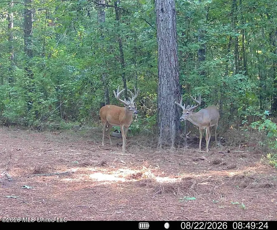 00114 Pocahontas Road, Flora, MS 39071 - #3
