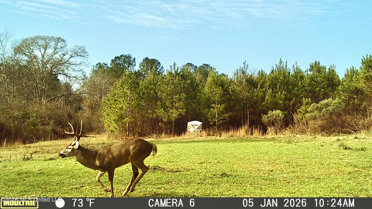 Jayess Road, Jayess, MS 39641 - #1
