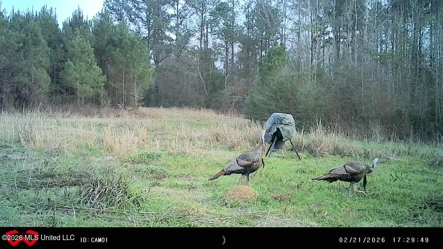 Jayess Road, Jayess, MS 39641 - #3
