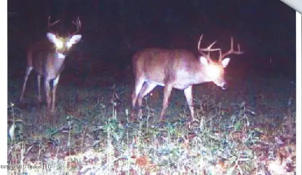 180 County Road 611 Country Road, Walnut, MS 38683