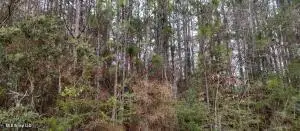 Laura St Street, Lumberton, MS 39455 - #2