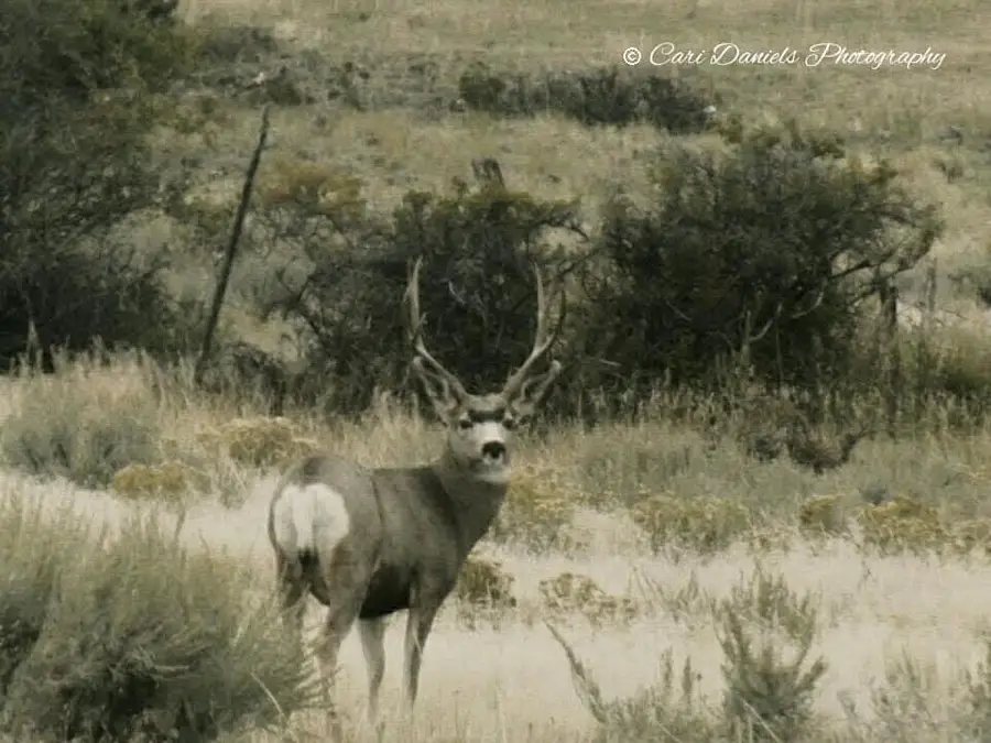 TBD Brumfield RD Brumfield, Reed Point, MT 59069 - Image #3