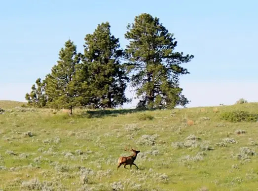 NHN Lone Rock Canyon, Hysham, MT 59038 - #3