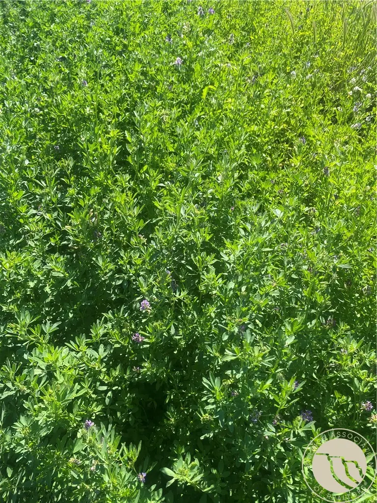 146 Acres Hwy 363, Malta, MT 59538 - #3