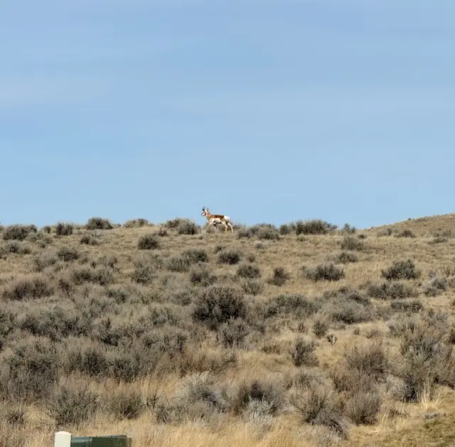 7 Charlies Way, Cardwell, MT 59721 - #3