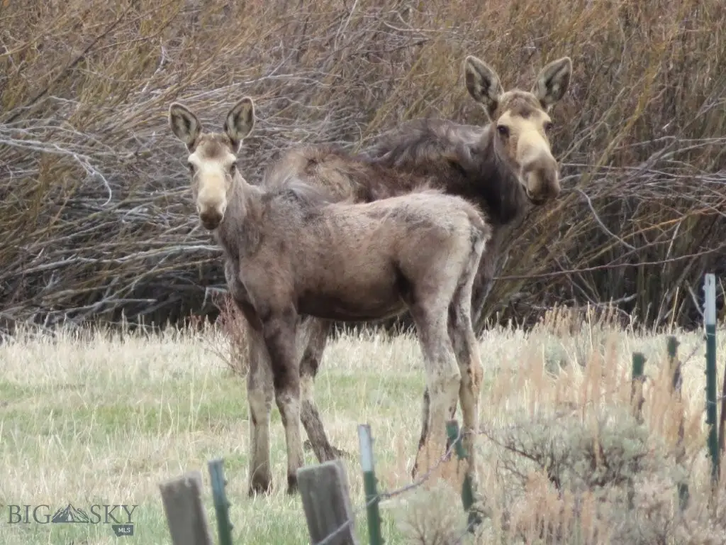 TBD Camp Creek Road, Melrose, MT 59743 - #1