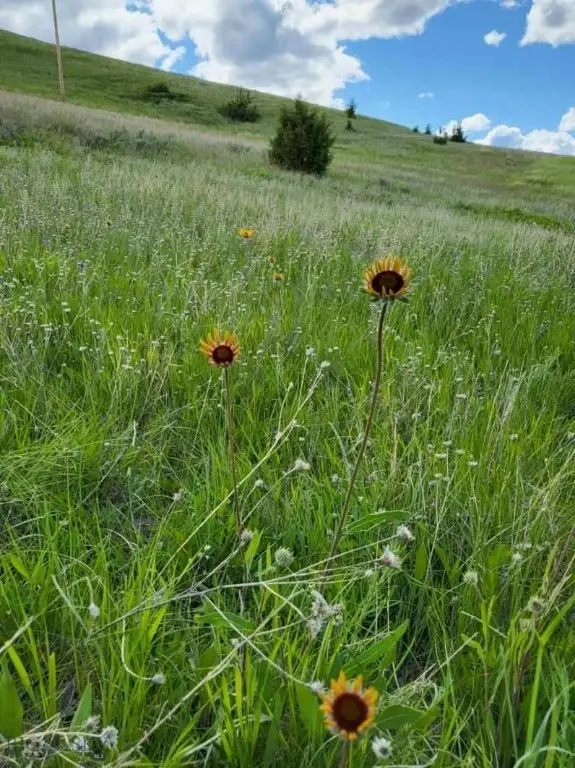 65 Gold Coin Road, Hall, MT 59837 - #3