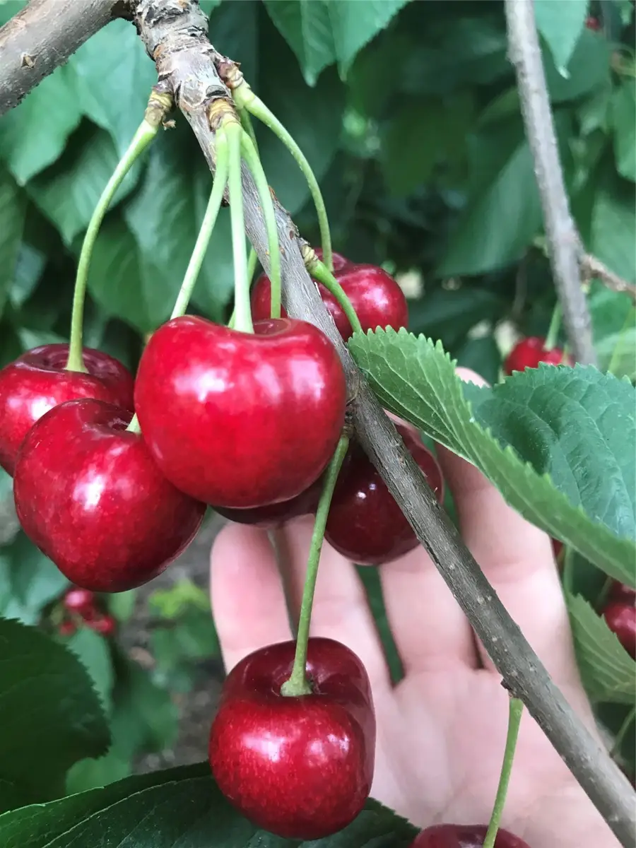 32624 S Finley Point Road, Polson, MT 59860 - Image #3