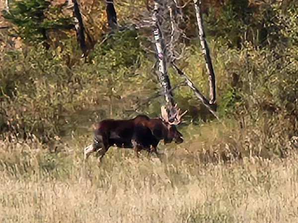 NHN Chestnut Road, Bozeman, MT 59715