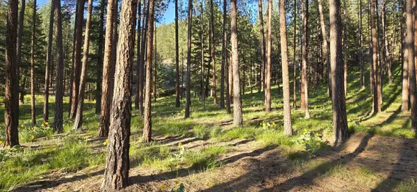 Nhn Profile Rock, Alberton, MT 59820