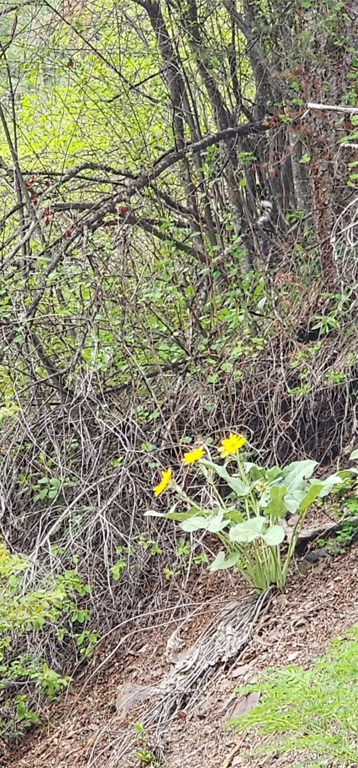 NHN Copper Ridge Road, Florence, MT 59833 - #3