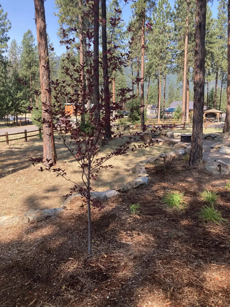 219 Shyrock Loop Drive, Superior, MT 59872 - #3