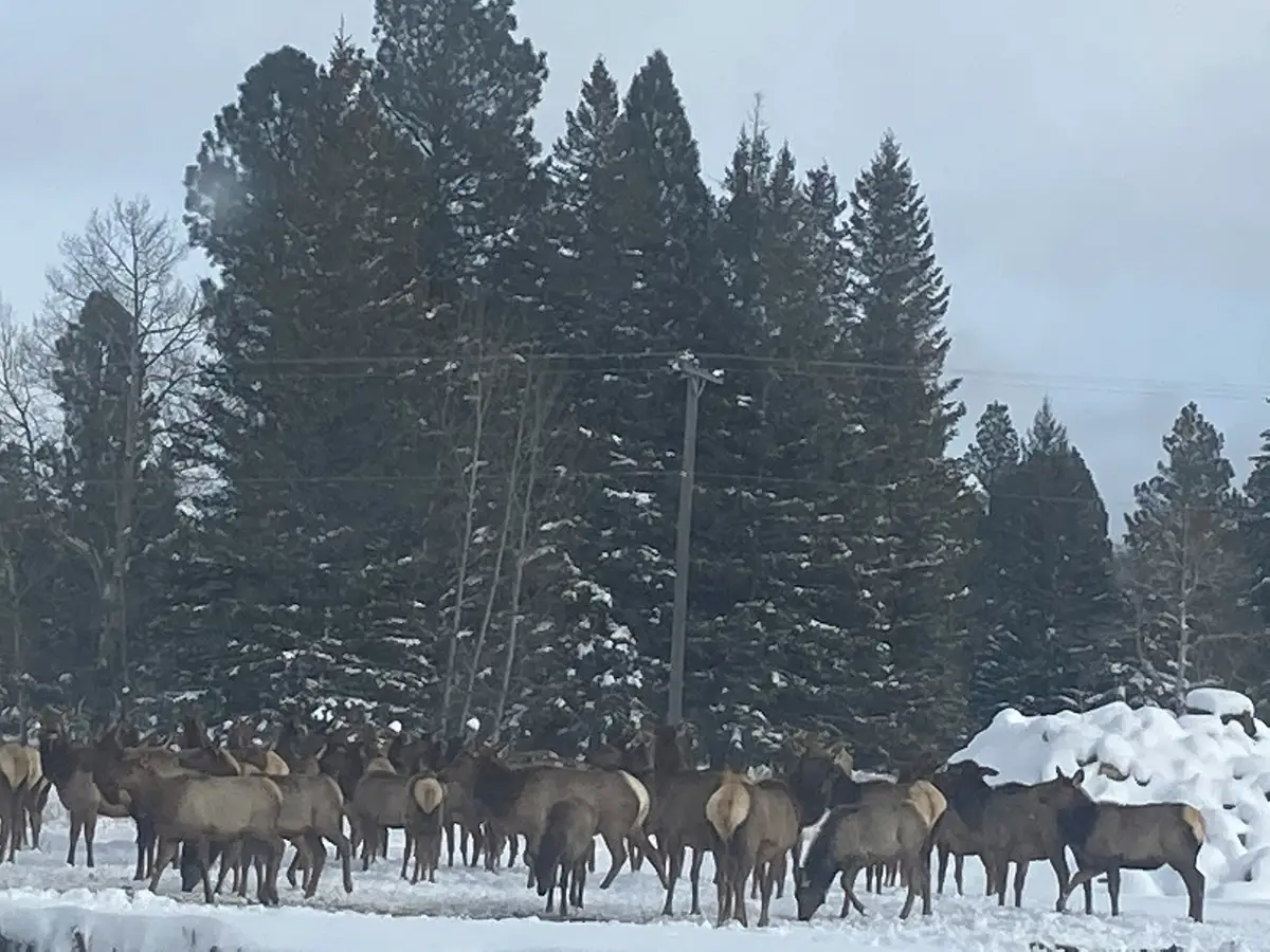 492 Stemple Pass Road, Lincoln, MT 59639 - Image #1