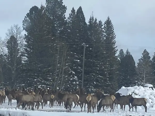 492 Stemple Pass Road, Lincoln, MT 59639