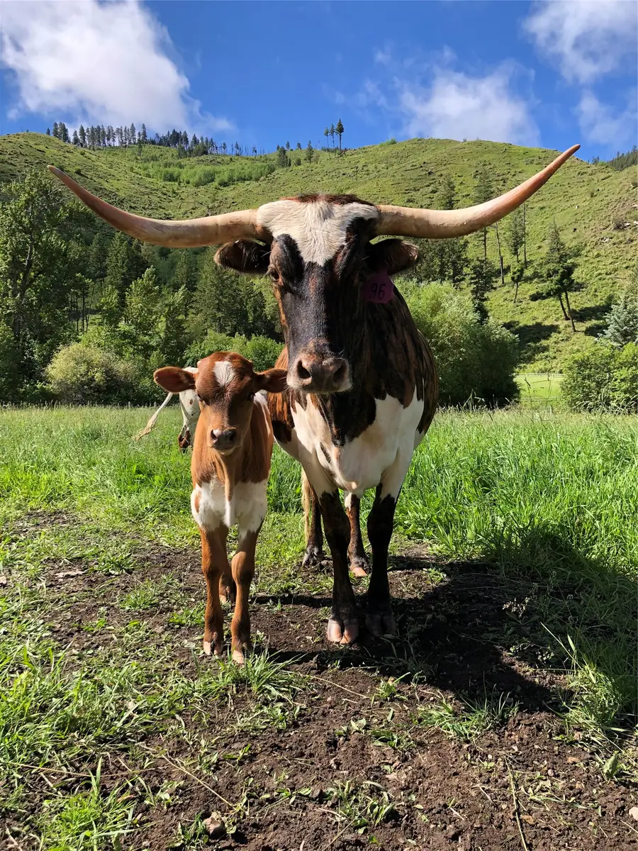 1789 Skalkaho Hwy, Hamilton, MT 59840 - Image #3