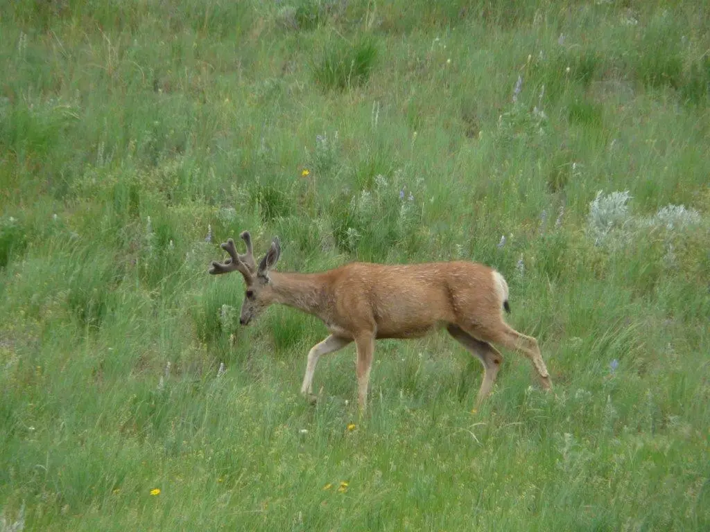 115 Red And King Gulch Road, Laurel, MT 59044 - #1