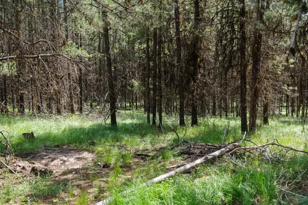 182 New Timber Ridge Trail, Marion, MT 59925