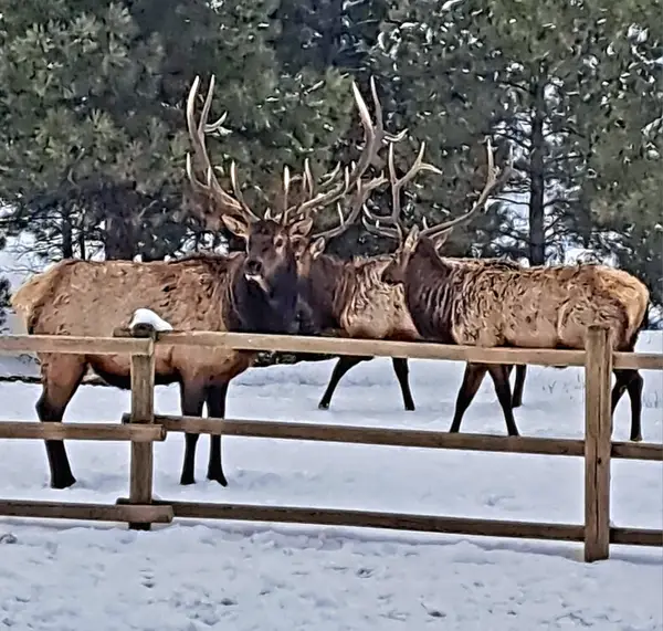 5 Alpine Valley Lane, Clancy, MT 59634