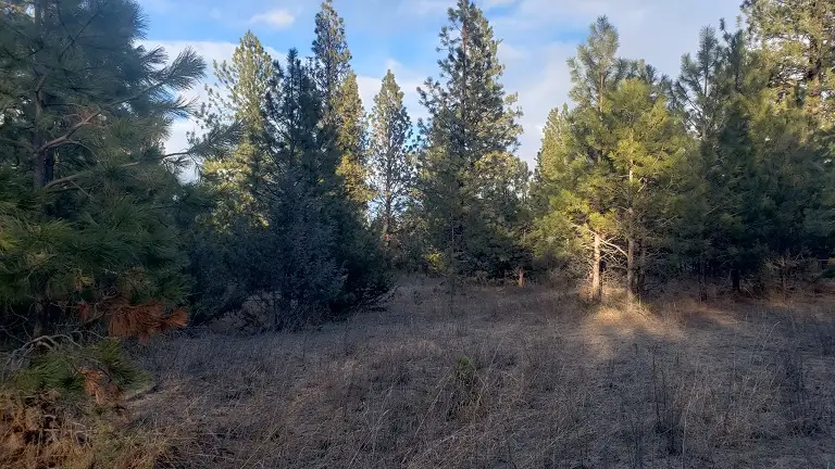 tbd Early Dawn Drive, Big Arm, MT 59910 - #3