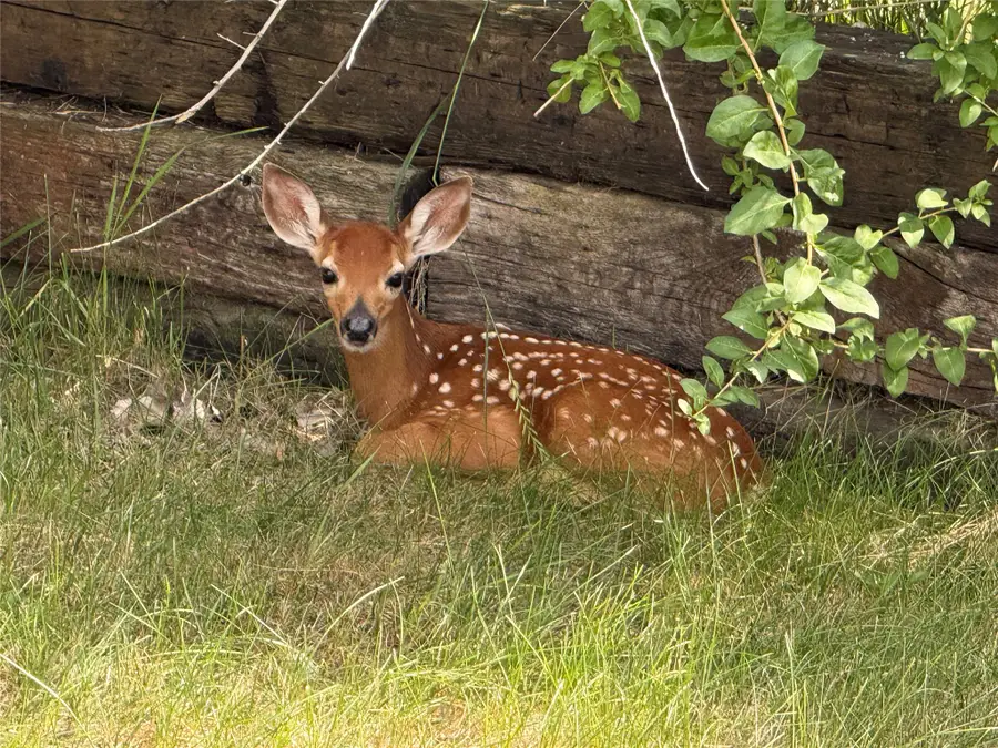 50 Baron Lane, Eureka, MT 59917 - #3