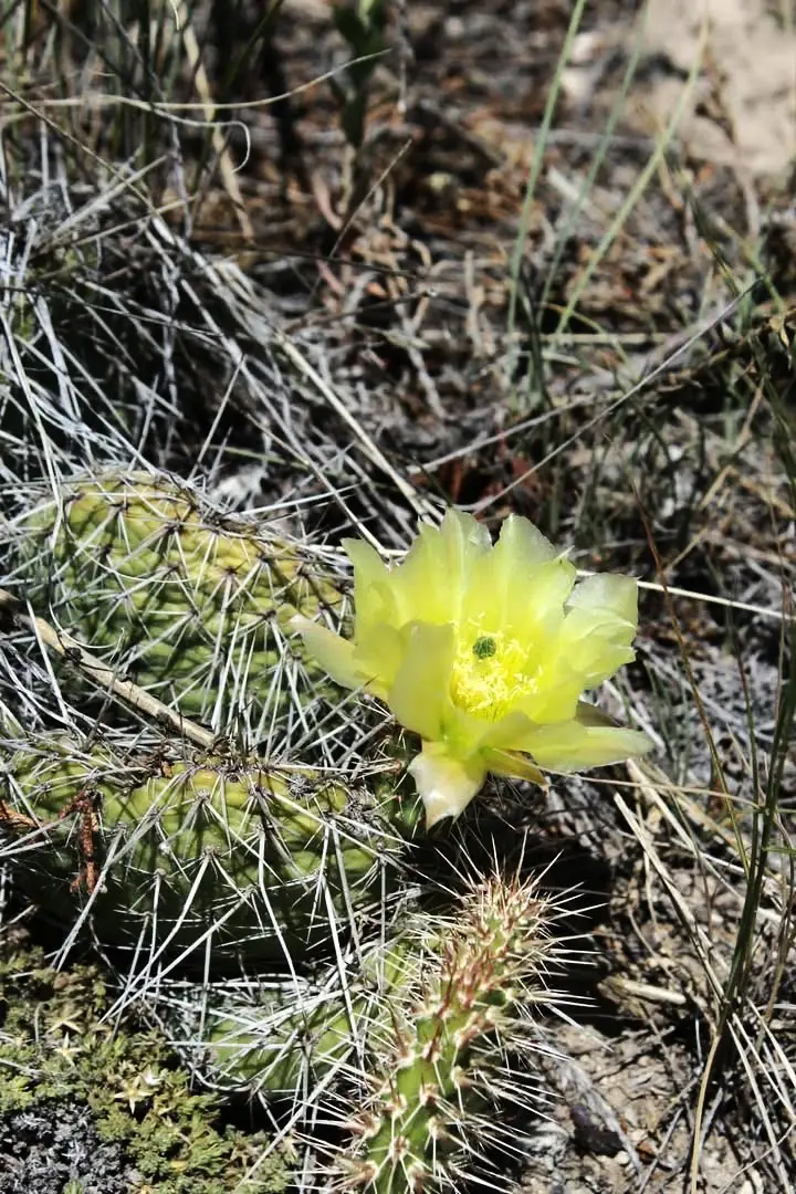 TBD Silver Light Lode & Champion Lode, Radersburg, MT 59641 - #2