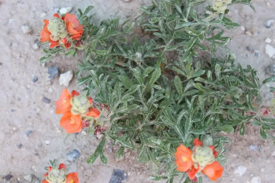 TBD Silver Light Lode & Champion Lode, Radersburg, MT 59641 - #3