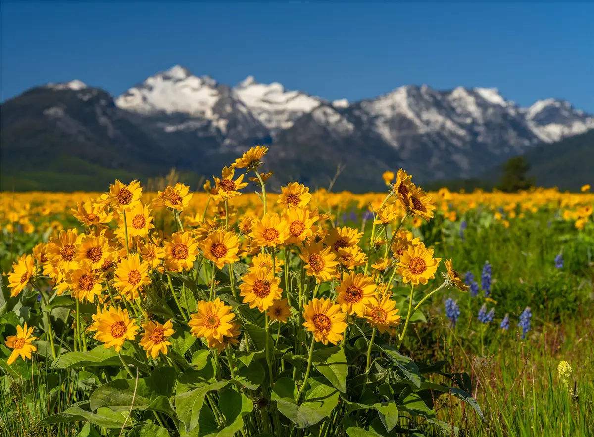 2519 Old Darby Road, Darby, MT 59829 - #1