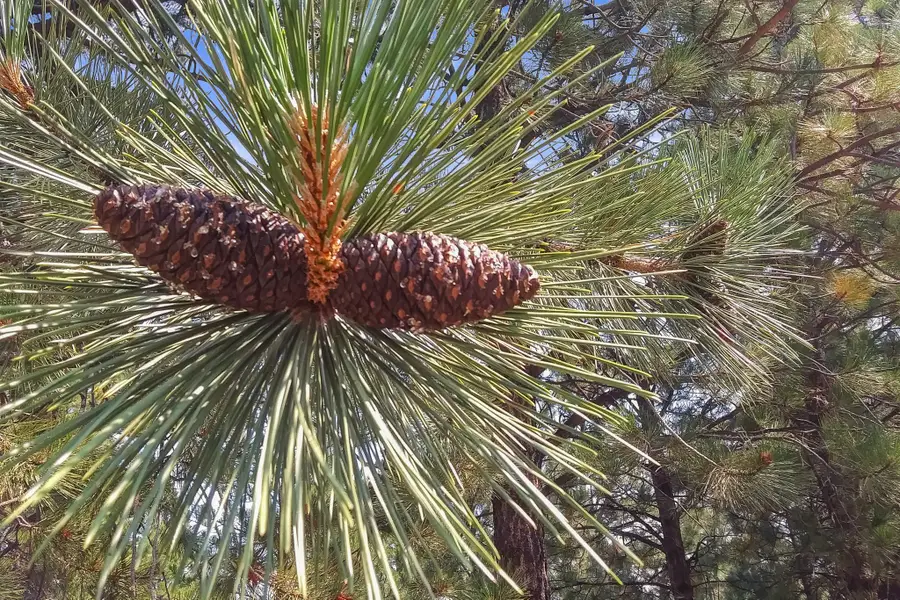 2850 Baxendale Drive, Helena, MT 59601 - #3