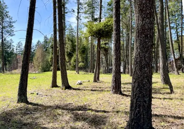 13962 Pine Street, Bigfork, MT 59911 - #2