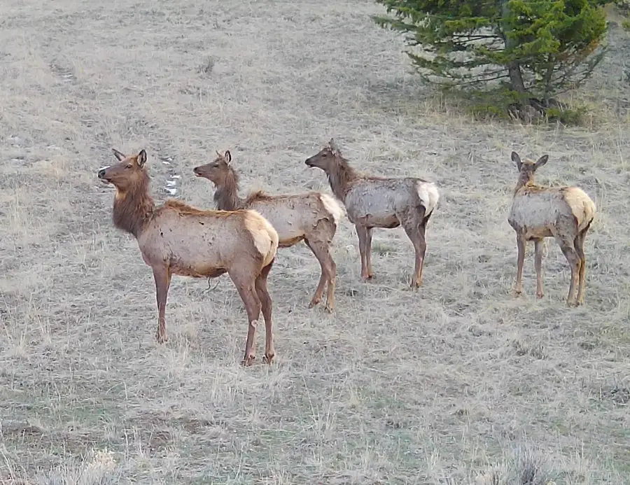 TBD Lone Pine Gulch Road, Ramsay, MT 59748 - #3