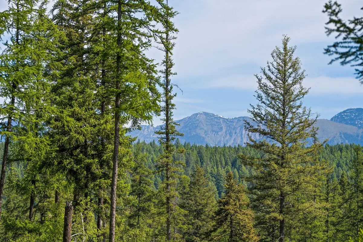 429 Chief Cliff Trail, Bigfork, MT 59911 - #1